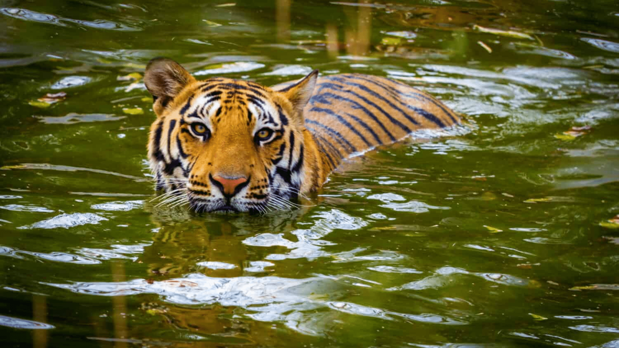 Can Tigers Swim: The Truth Behind It