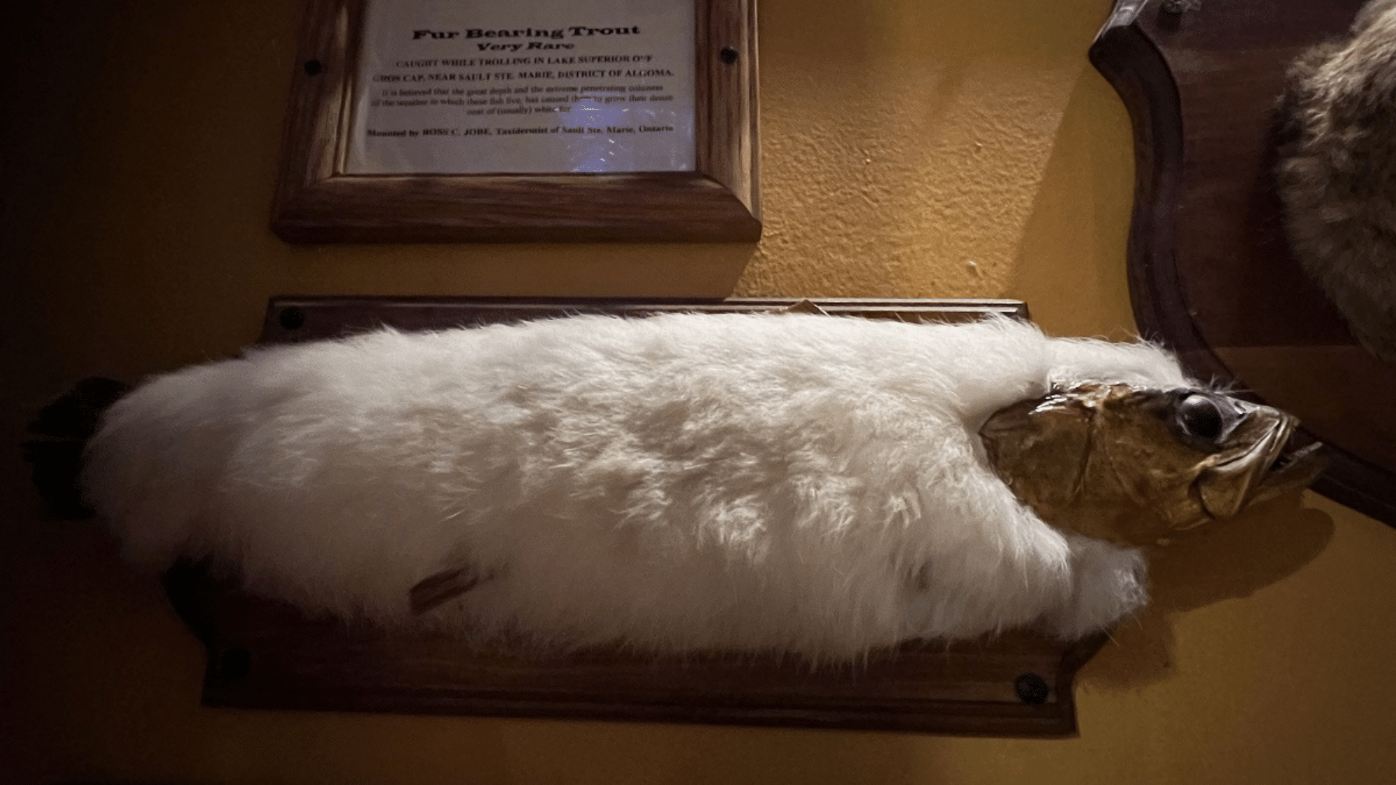 Fur Bearing Trout: Is it a Myth?